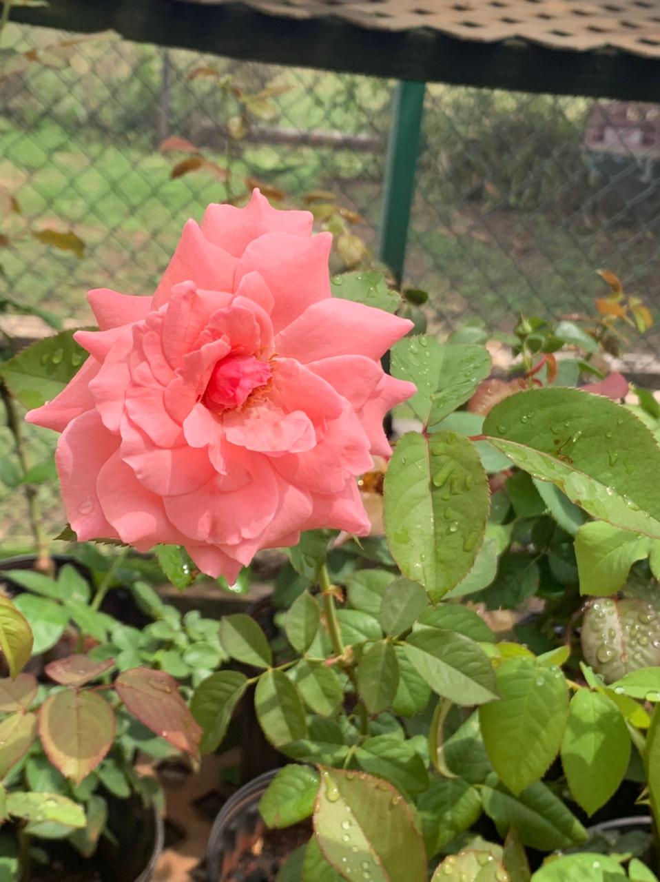 Hybrid Rose Plant