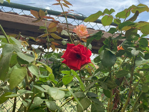 Hybrid Rose Plant