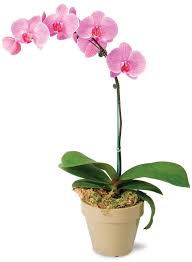 Orchid Phalaenopsis